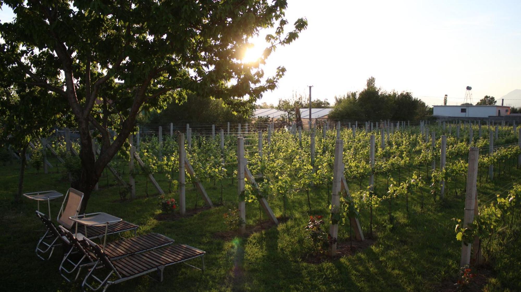 "Per Mik" Cottage In Vineyard Shkodra Kültér fotó