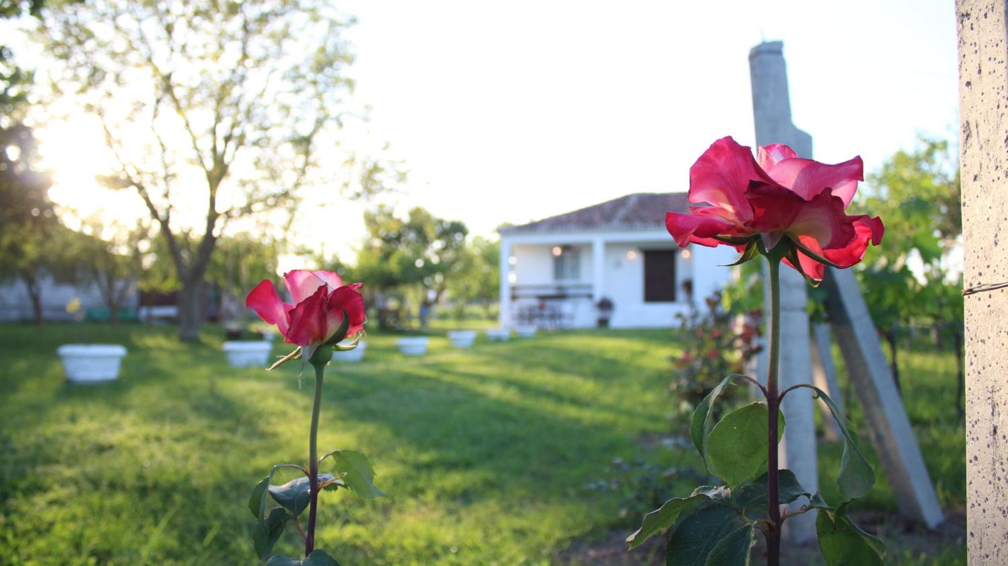 "Per Mik" Cottage In Vineyard Shkodra Kültér fotó